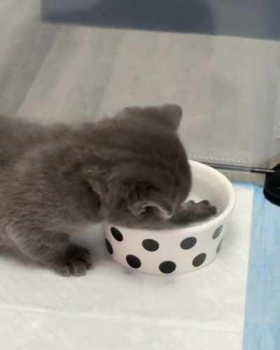 ❤ 😻 Just one more drink... 😻 ❤