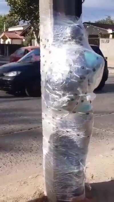 Mugger gets wrapped to a light post. I probably wouldn't have helped either tbh....