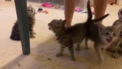 kittens who yell
