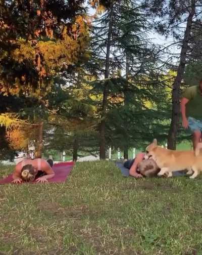 How dare they get in the dogs video