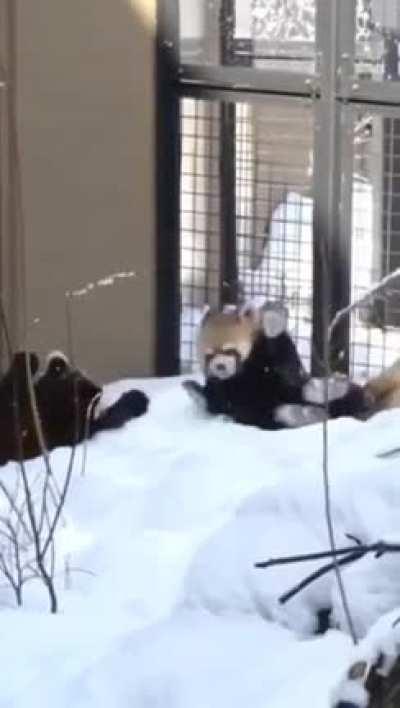 Two cute warriors square off in adorable combat