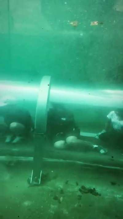 A close encounter with a contemporary dinosaur