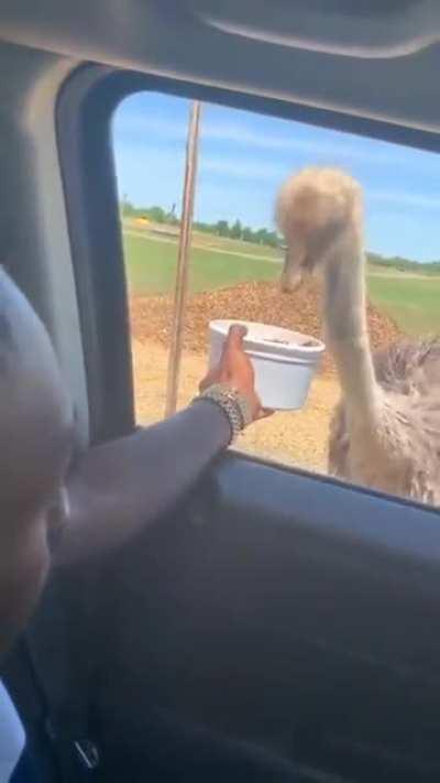 WCGR feeding an ostrich