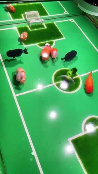 Yang Tianxin trains goldfish to play football/ soccer