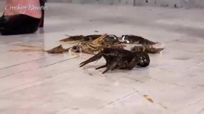 Crushing Beauties again - Bug Crushed