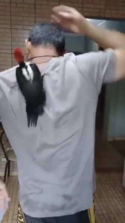 Поймать дятла