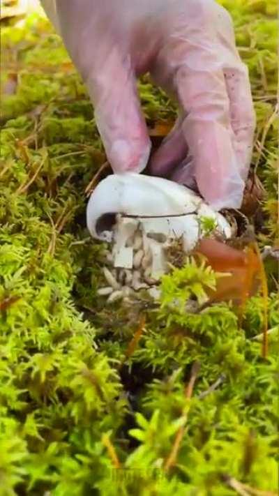 For Education of the Mashroom and Forrest