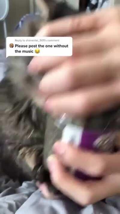 this cat is seeing things we can’t see yo