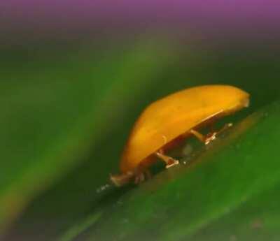 what is this little yellow guy