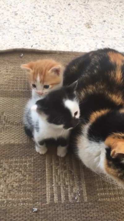 Most beautiful sound i ever heard🥰 i will never get tired of listening to it 