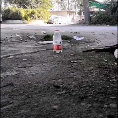 Thirsty crow story came true