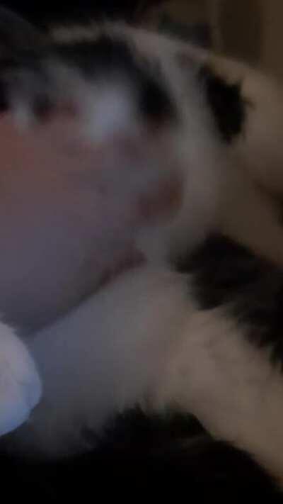 Fluffy girl likes pets