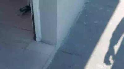 Bueno, creo que tengo mascota nueva? Que nombre le ponemos? Es nena