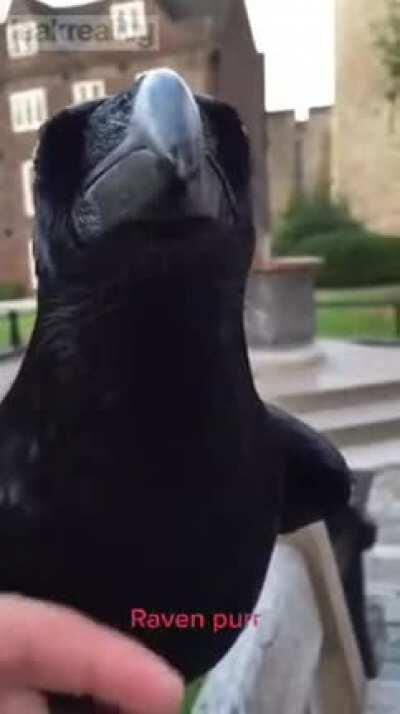 Guy befriends a Raven