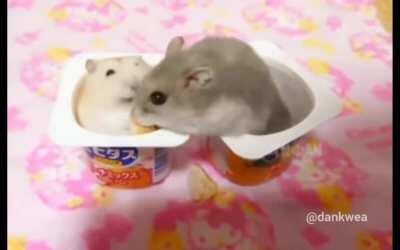 Hamster go brrrr