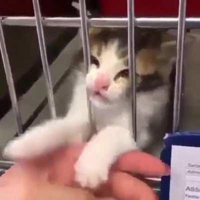 Pls adopt, Don't leave me