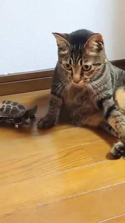 Mini skateboard has given this turtle a whole new perspective on life