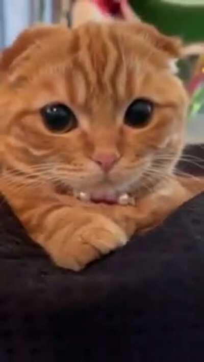 olhem o vídeo desse gatinho para se distrair um pouco