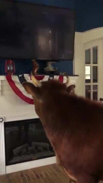 Finn watching his favorite movie (watch for the spot where Finn draws his head back a bit in surprise right as Ferdinand does in the film)