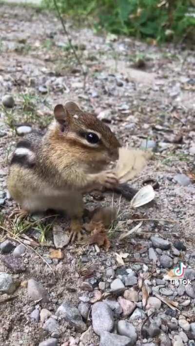 [X-post r/HardcoreNature] Chipmunk skins and eats a Moth