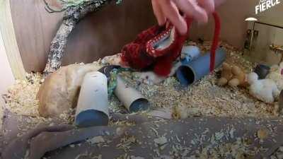 The stoat is a mustelid native to Eurasia and the northern portions of North America, and 21 subspecies are recognized. The stoat molts twice a year according to photoperiod, i.e. the physiological reaction to the length of night. In this video, two orpha