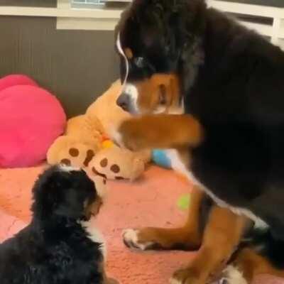 LaRgE dOg BeAtS uP SmAlLeR DoG BrUtaLly