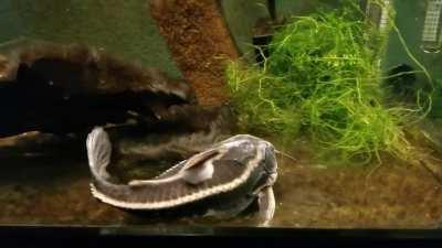 Her name was Smaug but lately I call her Hoover