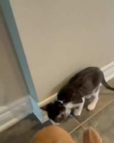 When kitten thinks he's rabbit too.