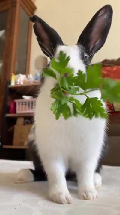 my favorite thing in the whole world is watching Oreo eat