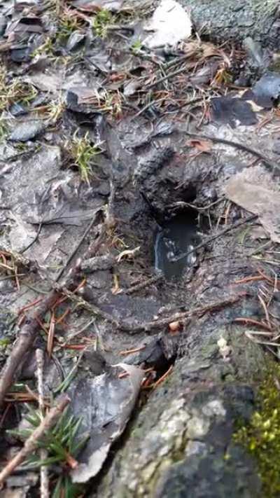 my yard does this sometimes