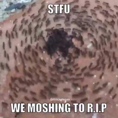 Mods are asleep post ANT MOSHPIT