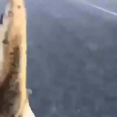 Man throws a gator into the lake