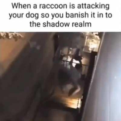 stupid racoon