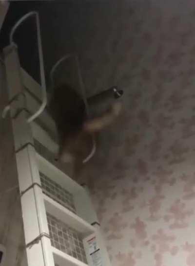 Hipperty Hop straight to the top!