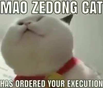 Mao cat