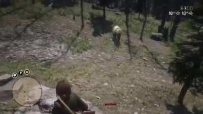 ever seen a bear dolphin dive? now you have.