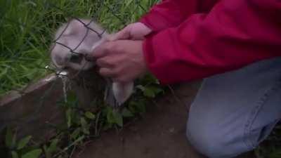 Man saves a baby swan while it's mom is being a mama!