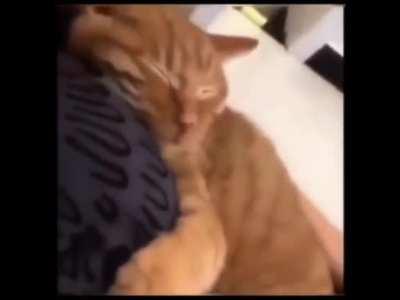 Cats are SO ADORABLE