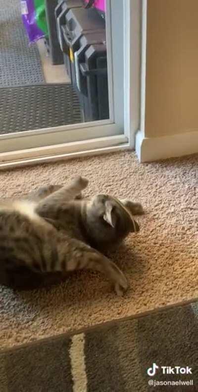 Cat paralyzed by spaghetti.