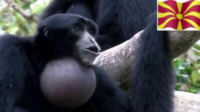 monkeydonians after the football match with g*rmany