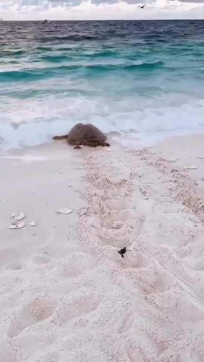 It's not the size but the fight inside 