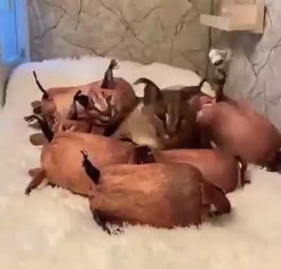 Janowns a shsjsw w flopspapal carbesj