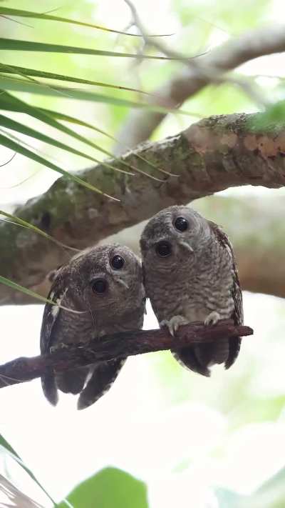 🔥 These two adorable juvenile Eastern Screech Owls