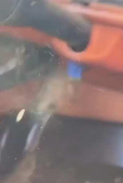 His screams though 🤣