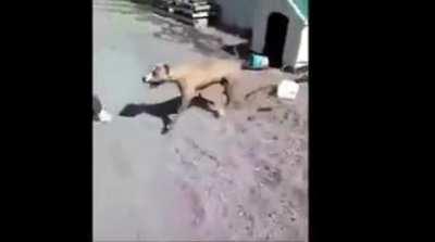 Provoking a chained dog
