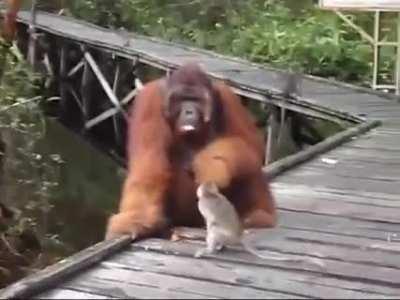Never steal food from an orangutan's mouth
