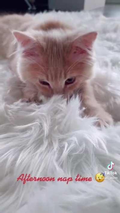 Kitten preparing for a nap :3