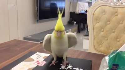 Cocktail tap dancing on a box