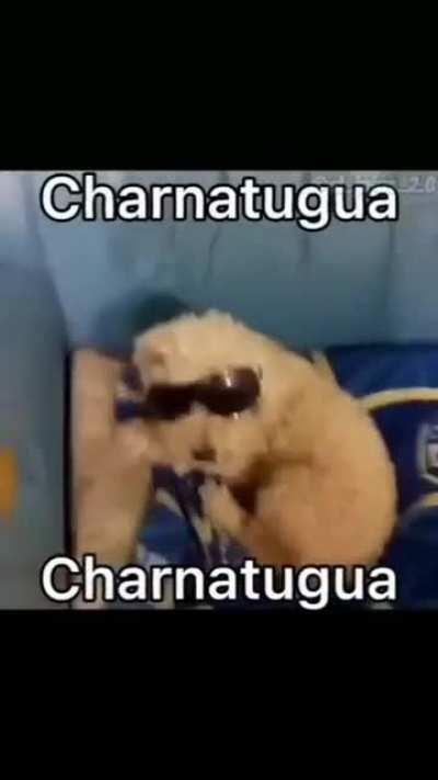 theres a cat in this meme