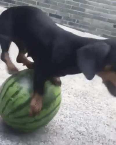 Moving a watermelon